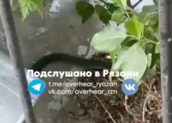 В центре Рязани около здания «Сбербанка» засняли змей