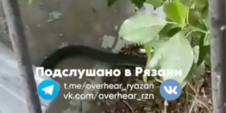 В центре Рязани около здания «Сбербанка» засняли змей