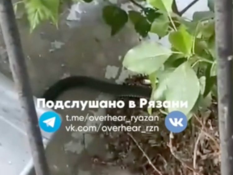 В центре Рязани около здания "Сбербанка" засняли змей