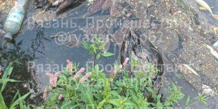 Рязанцы сообщили о мертвых утках в Черезовском пруду Рязанцы сообщили о мертвых утках в Черезовском пруду