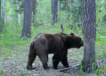 Сотрудники Окского заповедника рассказали о медведе, чьи следы заметили рязанцы