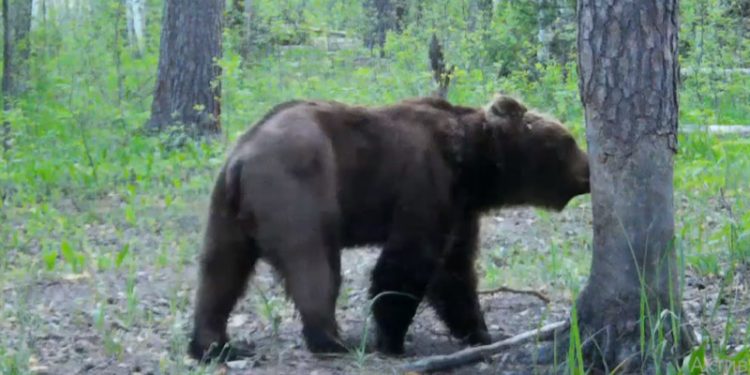 Сотрудники Окского заповедника рассказали о медведе, чьи следы заметили рязанцы Сотрудники Окского заповедника рассказали о медведе, чьи следы заметили рязанцы