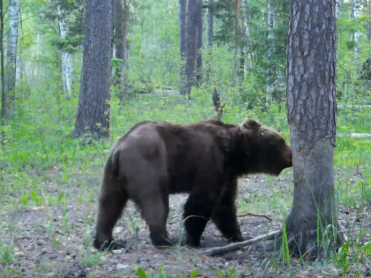 Сотрудники Окского заповедника рассказали о медведе, чьи следы заметили рязанцы