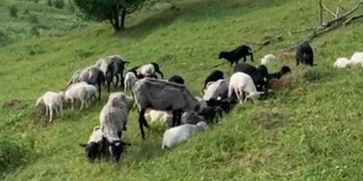 В Касимовском районе пастух потерял стадо баранов