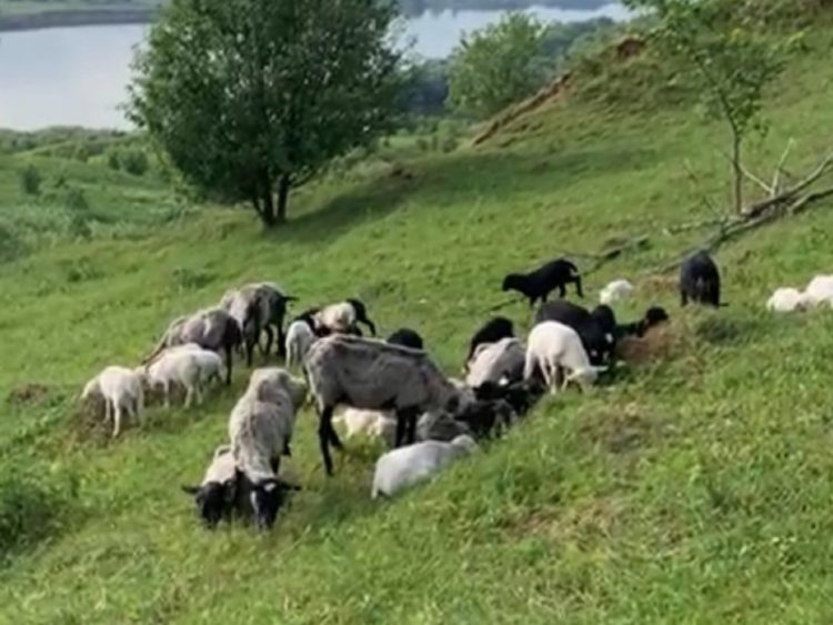 В Касимовском районе пастух потерял стадо баранов