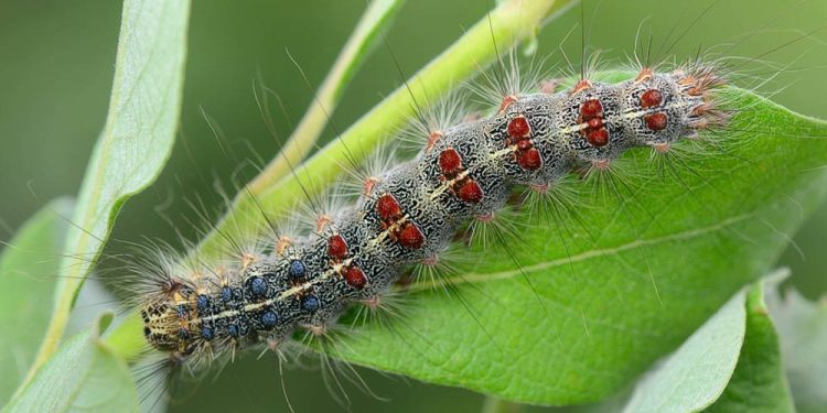 В центре Рязани гусеницы непарного шелкопряда объели молодую листву