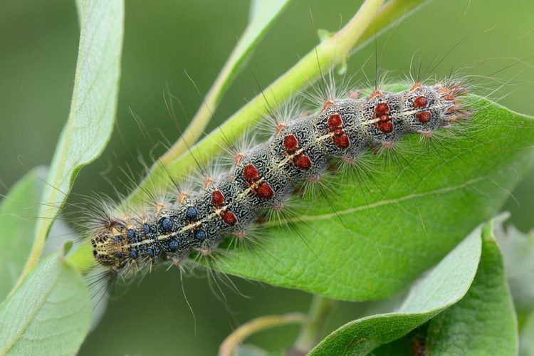 В центре Рязани гусеницы непарного шелкопряда объели молодую листву