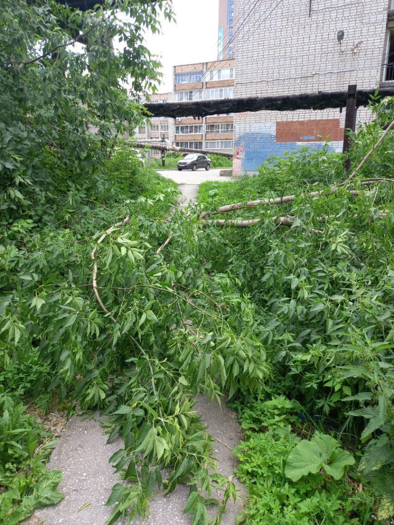 Рязанка пожаловалась на упавшее на пешеходную дорожку дерево на Касимовском шоссе