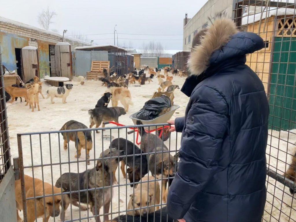 Рязанские коммунисты напомнили о важности создания государственных приютов для бездомных животных