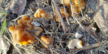 Рязанцы уже собирают грибы