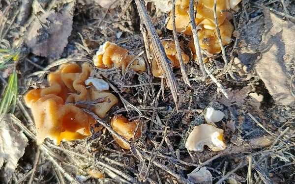 Рязанцы уже собирают грибы