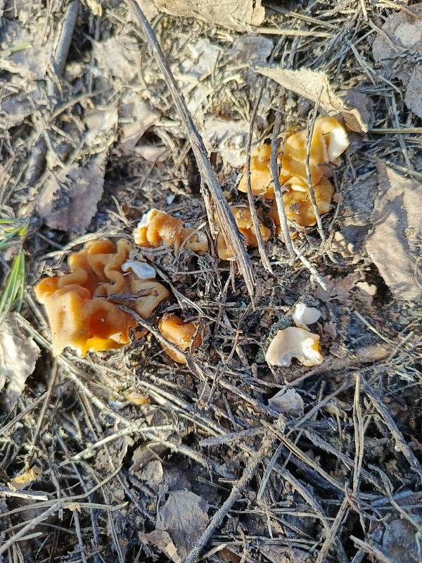 Рязанцы уже собирают грибы