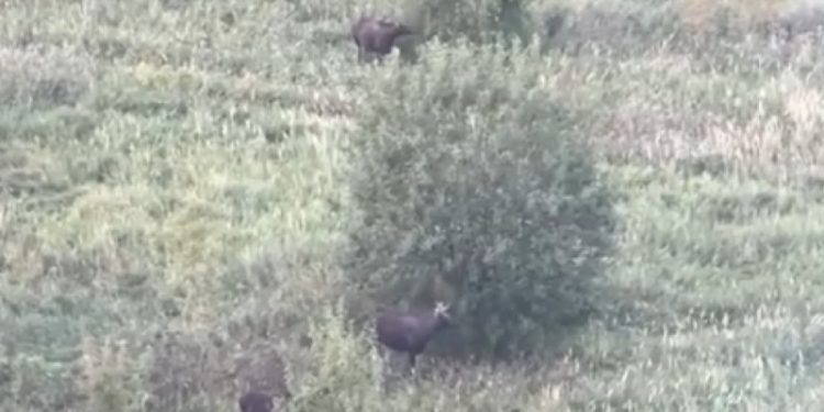 На улице Быстрецкой запечатлели семью лосей