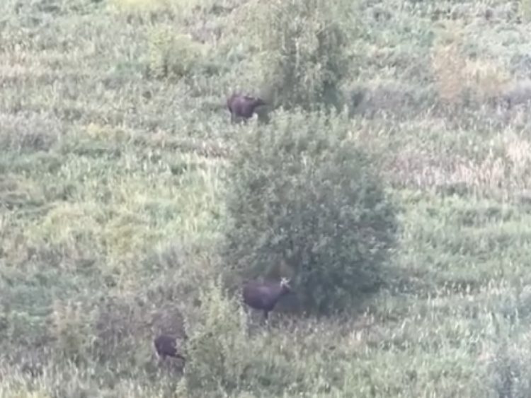 На улице Быстрецкой запечатлели семью лосей