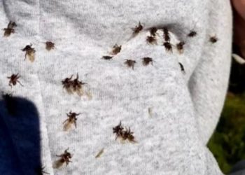 Рязанцы сообщили о нападении кусающихся оленьих кровососок