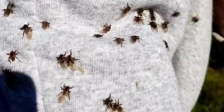 Рязанцы сообщили о нападении кусающихся оленьих кровососок