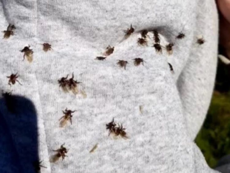 Рязанцы сообщили о нападении кусающихся оленьих кровососок