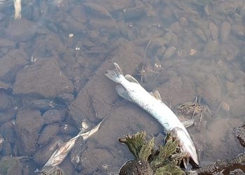 Рязанцы сообщили о массовой гибели рыбы в реке Солотча