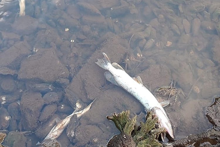 Рязанцы сообщили о массовой гибели рыбы в реке Солотча