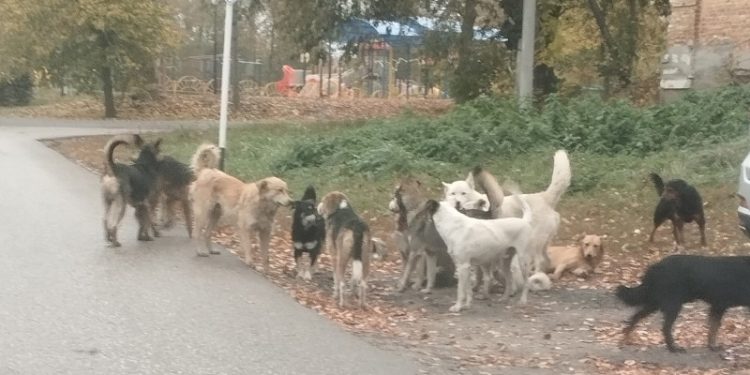 В рязанском Шацке местные жители боятся стаи бездомных собак