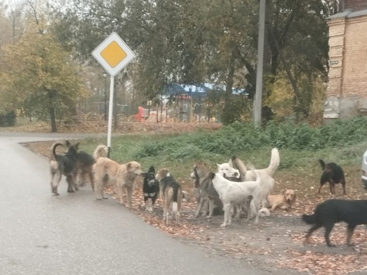 В рязанском Шацке местные жители боятся стаи бездомных собак