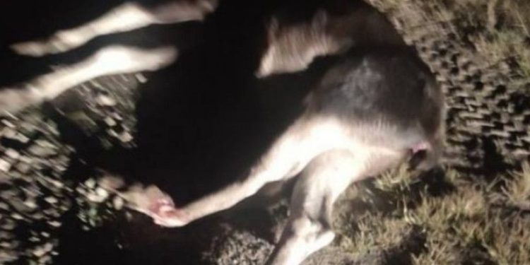 В Пронском районе ночью на трассе сбили лосенка