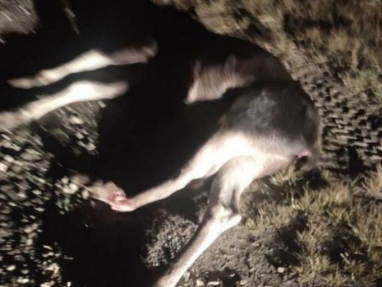 В Пронском районе ночью на трассе сбили лосенка