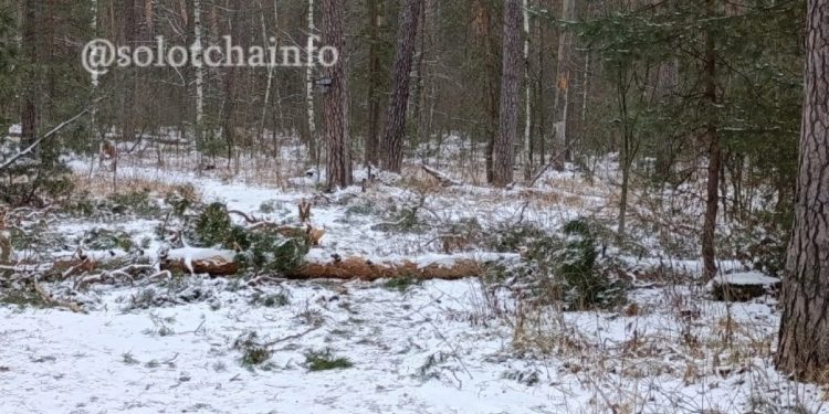 Администрация сообщила о вырубке 15 деревьев в солотчинском лесу