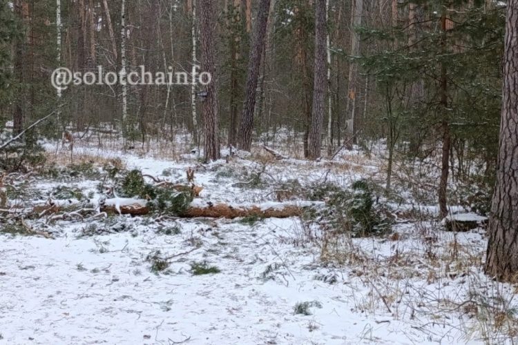 Администрация сообщила о вырубке 15 деревьев в солотчинском лесу