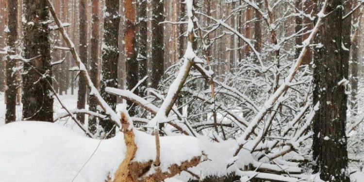 В Рязанском регионе обнаружили огромный участок поврежденного леса
