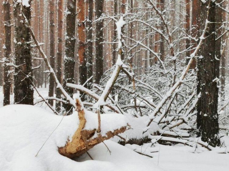 В Рязанском регионе обнаружили огромный участок поврежденного леса