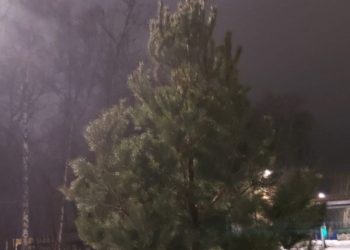В рязанском Дягилеве заменили новогоднюю ель, вид которой расстроил местных жителей В рязанском Дягилеве заменили новогоднюю ель, вид которой расстроил местных жителей
