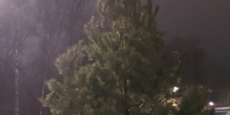 В рязанском Дягилеве заменили новогоднюю ель, вид которой расстроил местных жителей