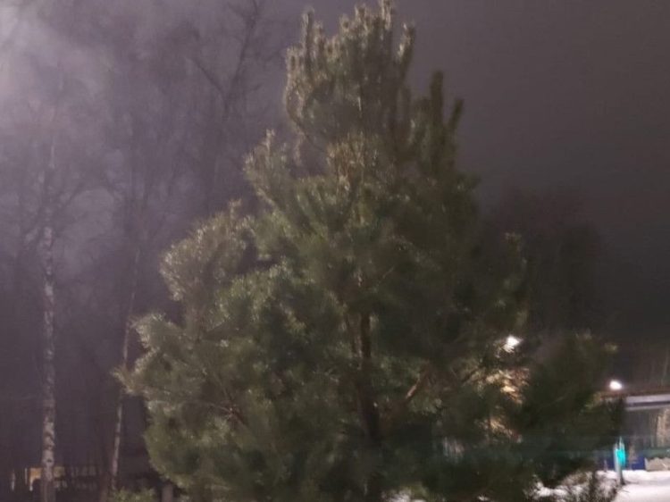 В рязанском Дягилеве заменили новогоднюю ель, вид которой расстроил местных жителей