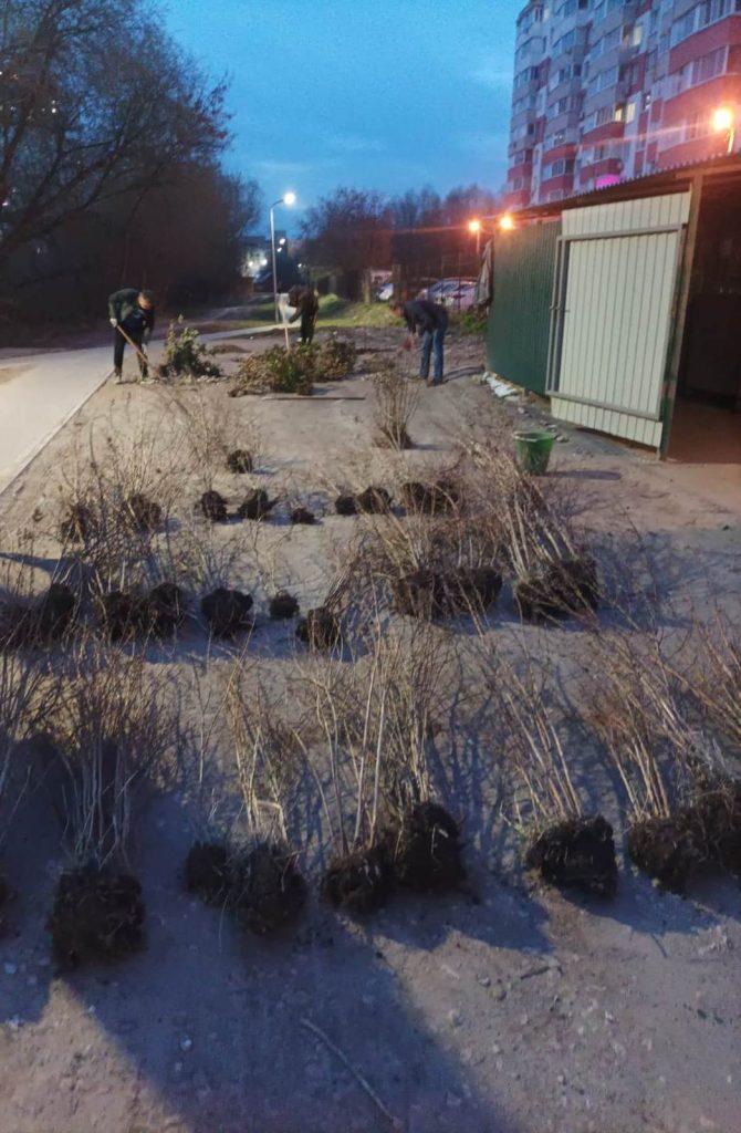В рязанском сквере Быстрец высадили 55 саженцев деревьев