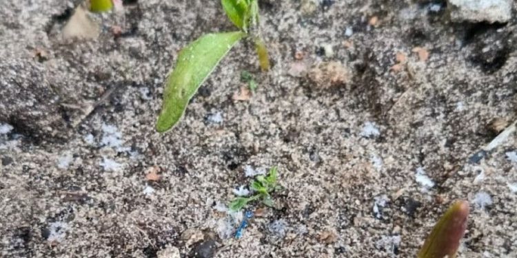 В январе в рязанском Захарове взошли тюльпаны и нарциссы