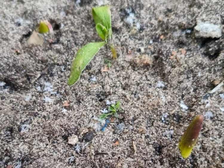 В январе в рязанском Захарове взошли тюльпаны и нарциссы