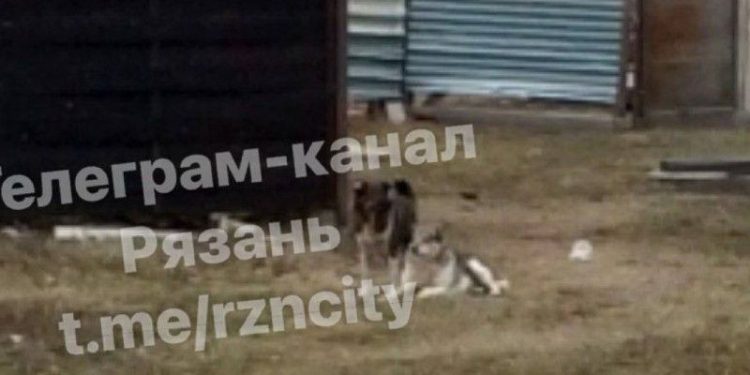 Рязанка рассказала еще об одном недавнем нападении бездомного пса