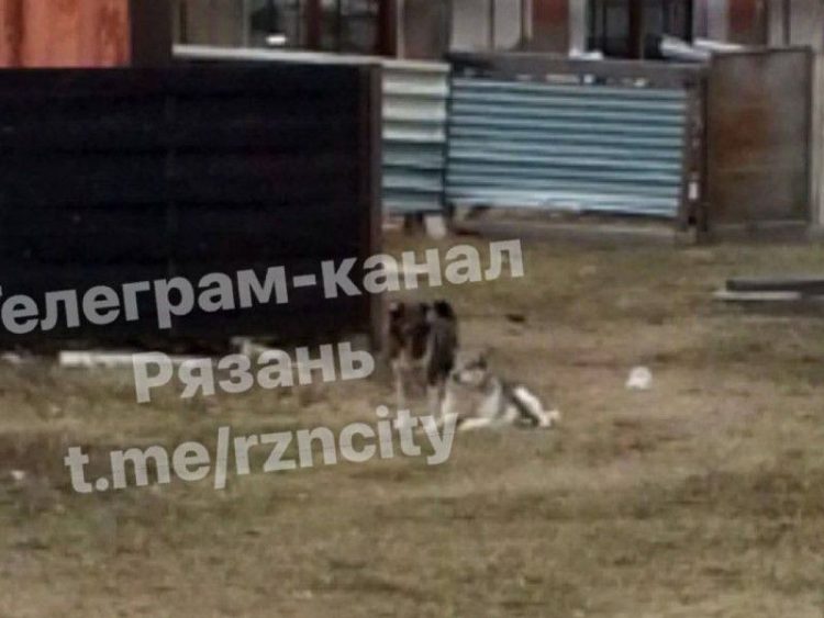 Рязанка рассказала еще об одном недавнем нападении бездомного пса
