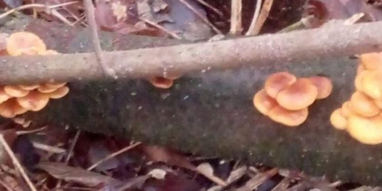 В Рязанской области в феврале появились опята