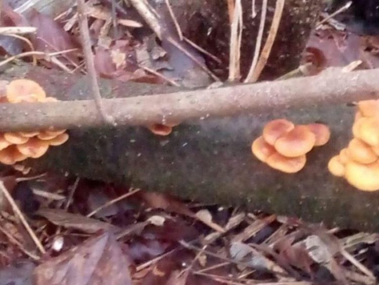 В Рязанской области в феврале появились опята