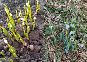 В Рязанской области в начале февраля расцвели подснежники