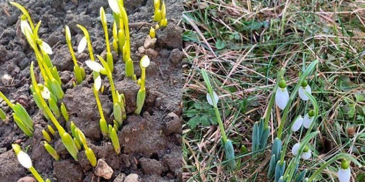 В Рязанской области в начале февраля расцвели подснежники