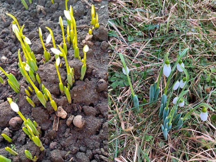 В Рязанской области в начале февраля расцвели подснежники