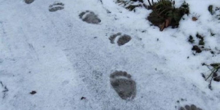 Рязанские охотники заметили следы медведя-«шастуна»