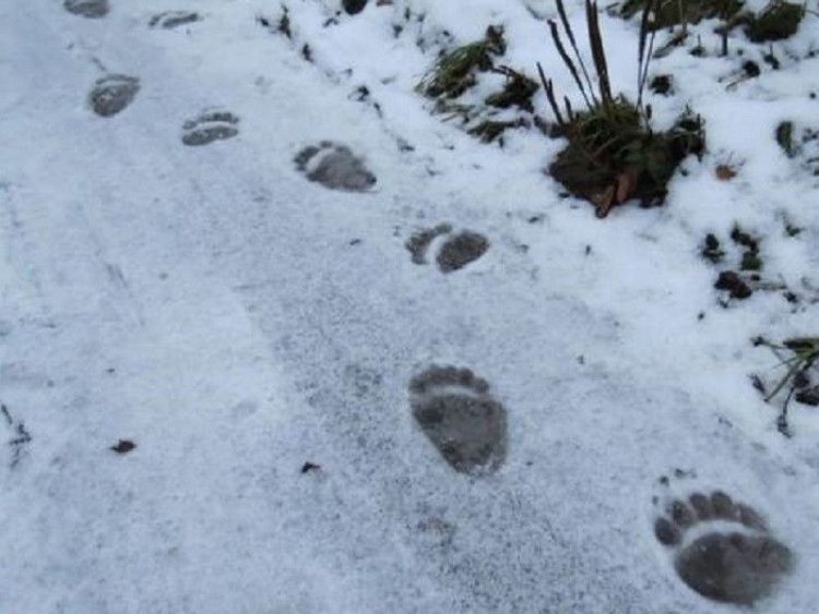 Рязанские охотники заметили следы медведя-"шастуна"