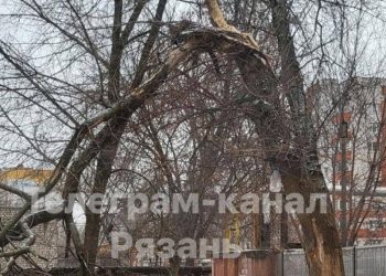 Горожане сообщили об упавшем дереве на улице Костычева, которое не убирают уже 3 месяца
