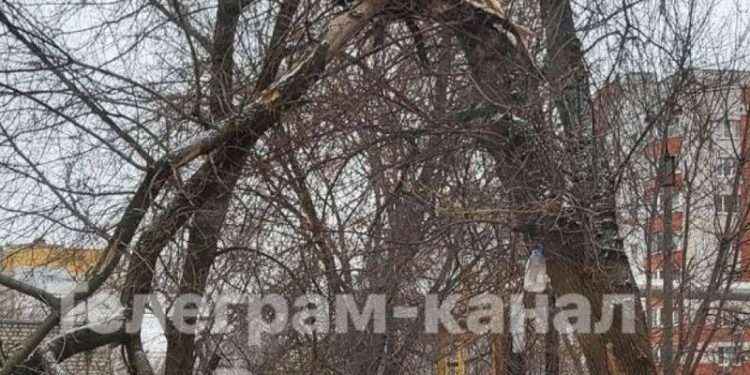 Горожане сообщили об упавшем дереве на улице Костычева, которое не убирают уже 3 месяца