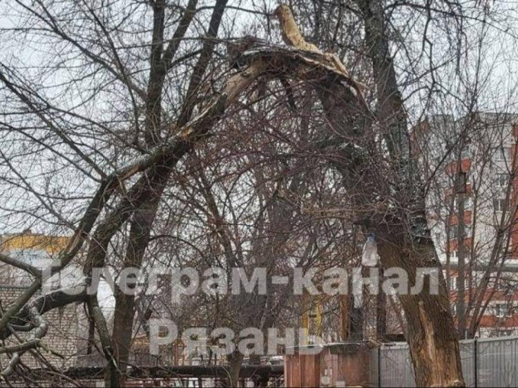 Горожане сообщили об упавшем дереве на улице Костычева, которое не убирают уже 3 месяца