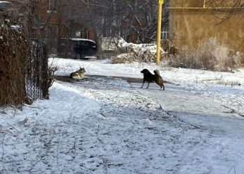 Рязанцев предупредили о двух агрессивных собаках, которых пока не отловили